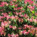 135 Batcave in Spring - April 2010